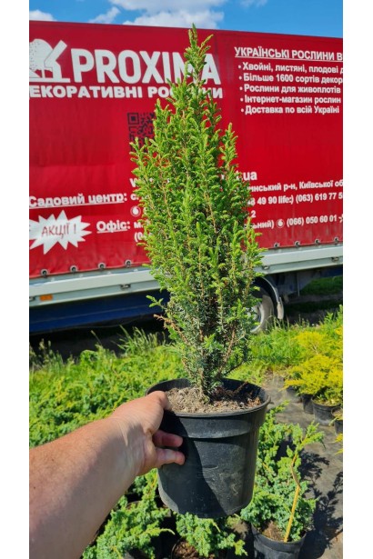 Ялівець звичайний Арнольд - 3л/вис.35-45см/Ø15-20см